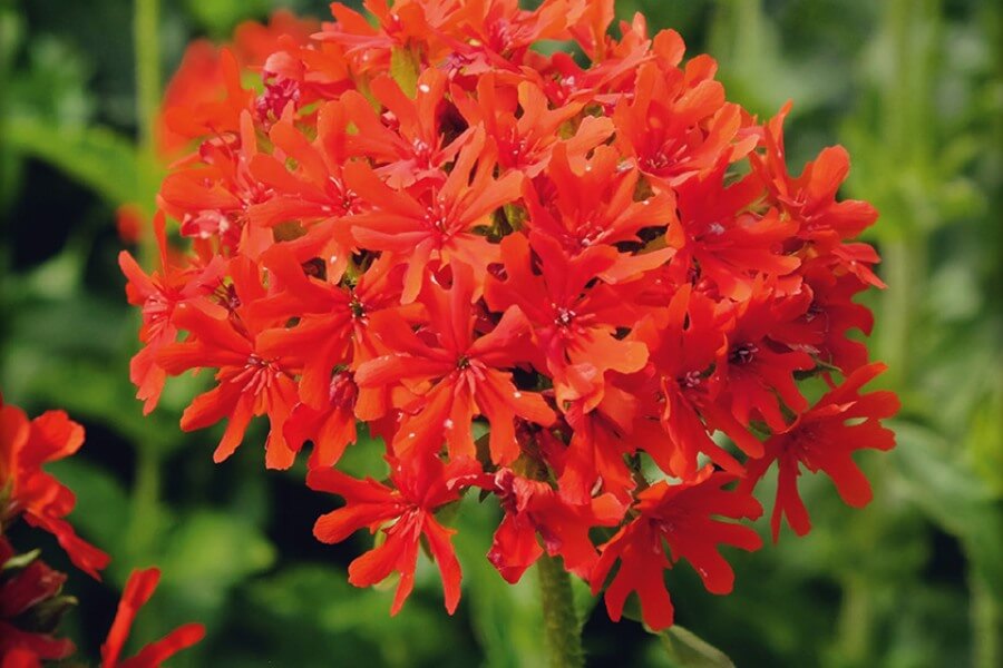 Brandende liefde - Lychnis chalcedonica - closeup