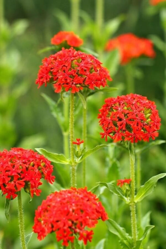 Brandende liefde - Lychnis chalcedonica