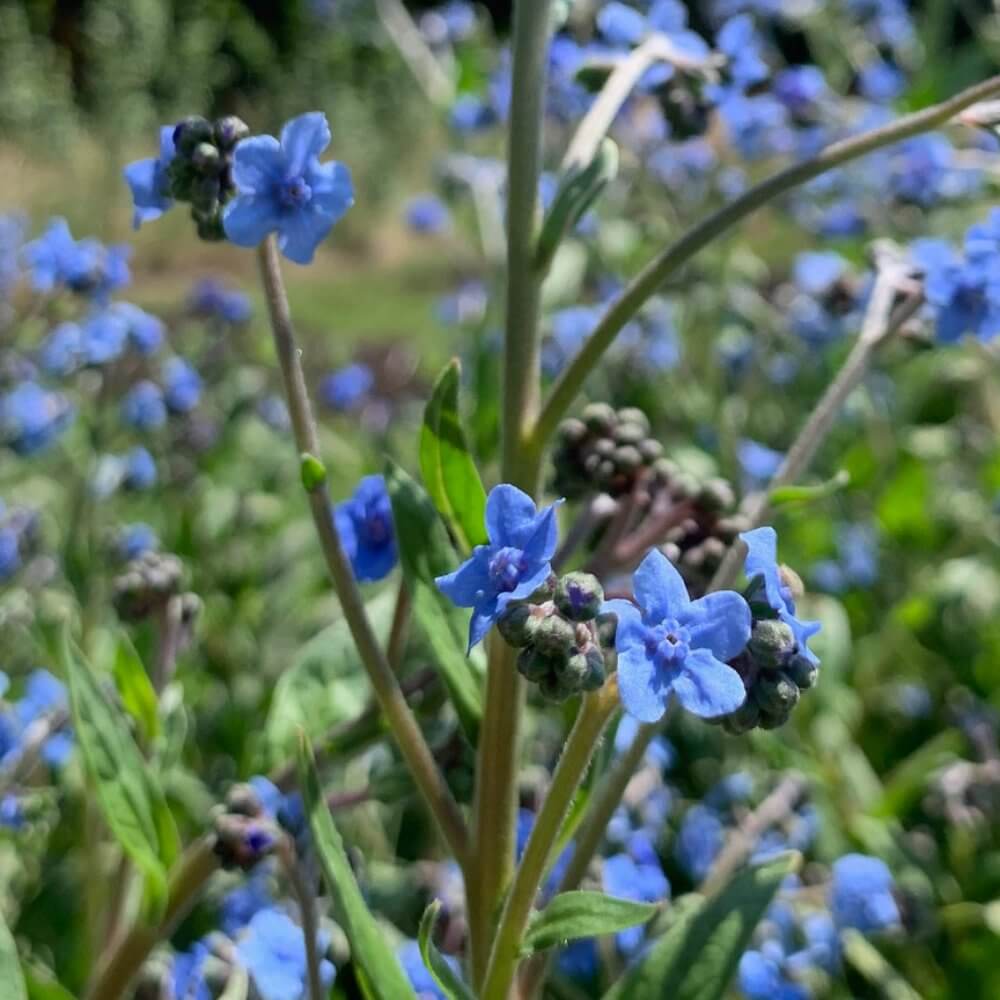 Chinees vergeet-me-nietje ‘Firmament’ - Cynoglossum amabile - blauw