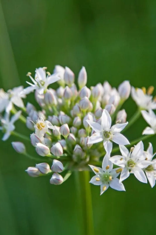 Chinese bieslook - Allium tuberosum - closeup - wit
