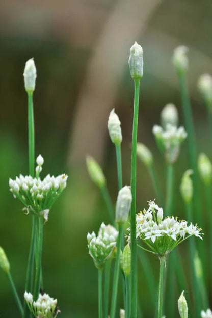 Chinese bieslook - Allium tuberosum - closeup - wit