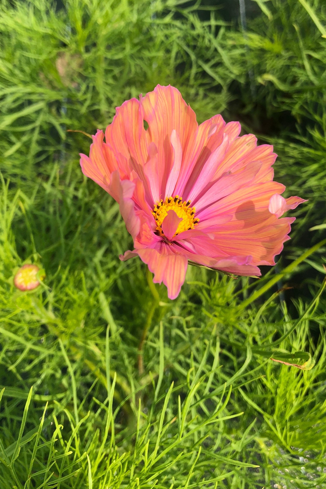 Cosmea ‘Apricotta’ - Cosmos bipinnatus
