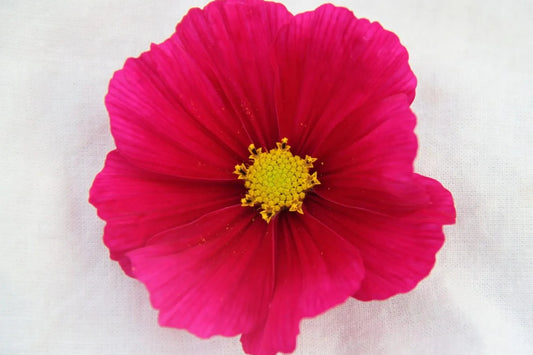 Cosmea (donkerroze) – Cosmos bipinnatus