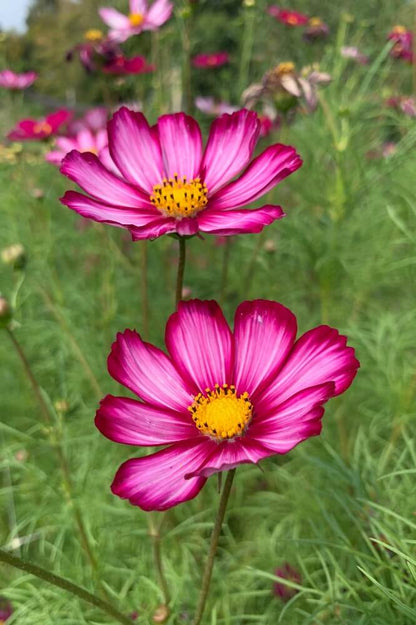 Cosmea ‘Fancy mix’ - Cosmos bipinnatus