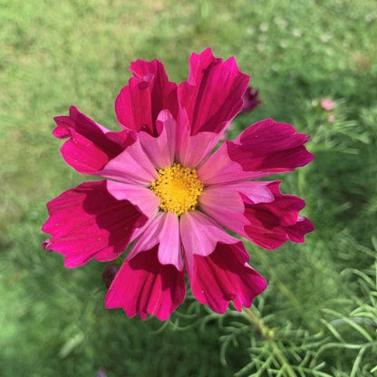 Cosmea ‘Fancy mix’ - Cosmos bipinnatus - donkerroze