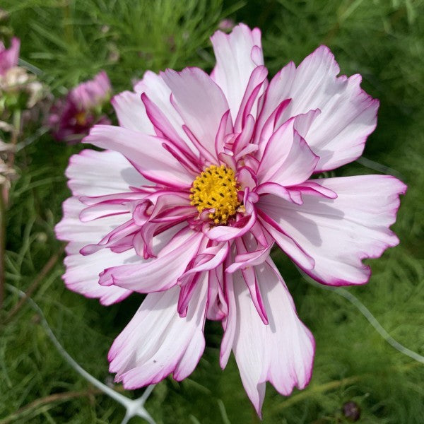 Cosmea ‘Fancy mix’ - Cosmos bipinnatus - wit roze