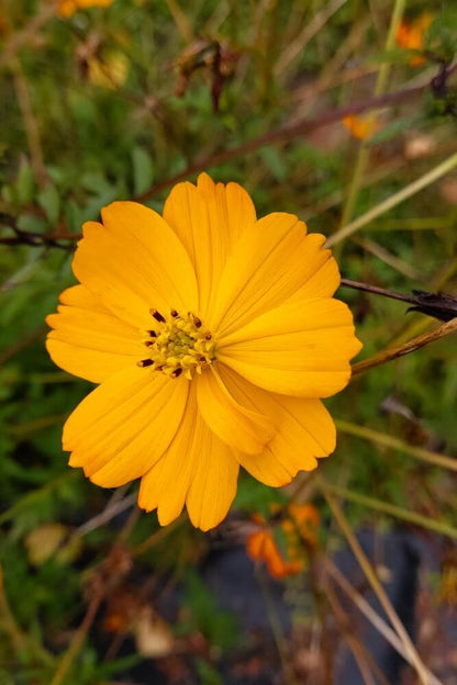 Cosmea (oranje) - Cosmos sulphureus