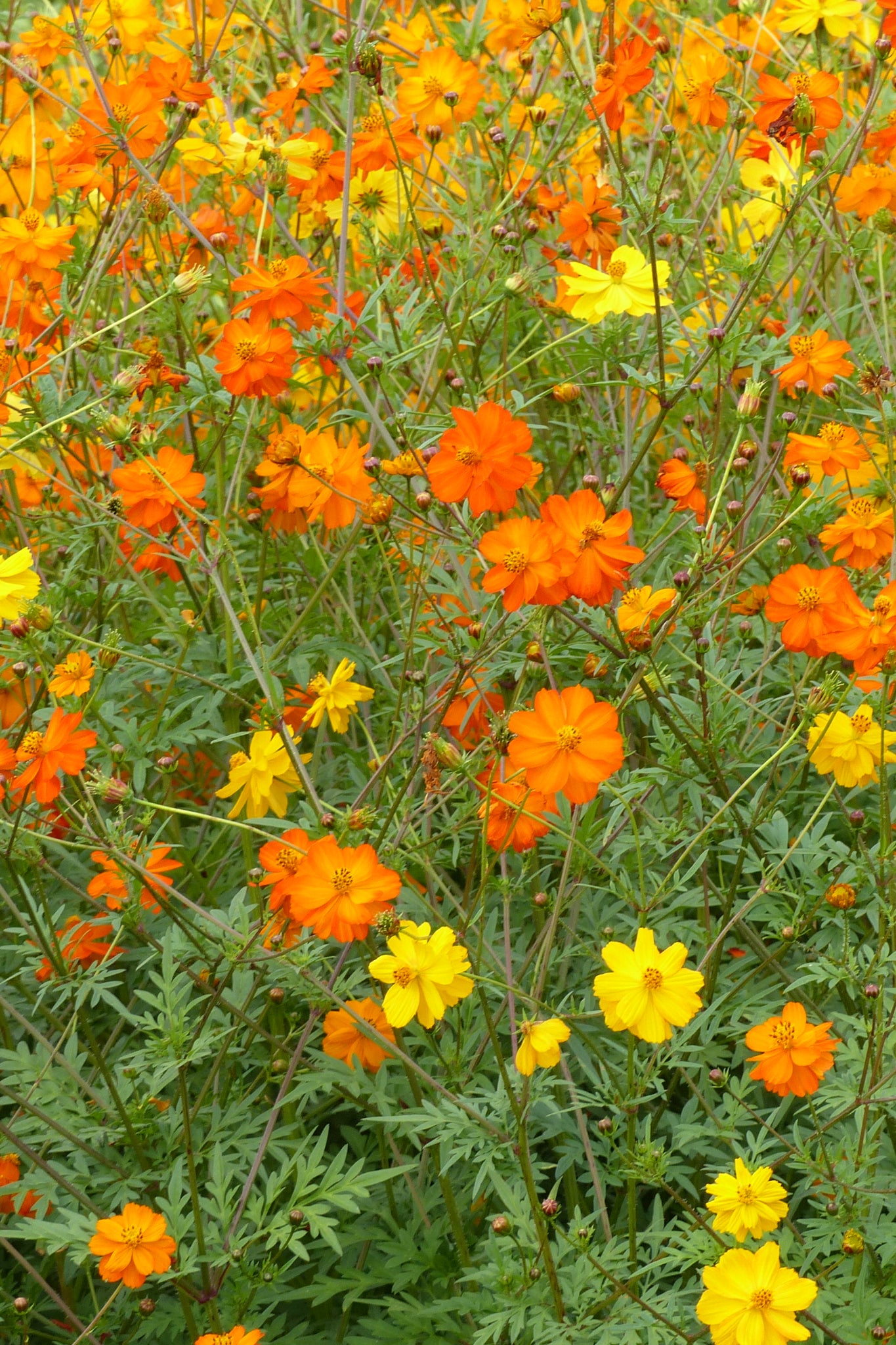Cosmea sulphureus (mix) - Cosmos sulphureus