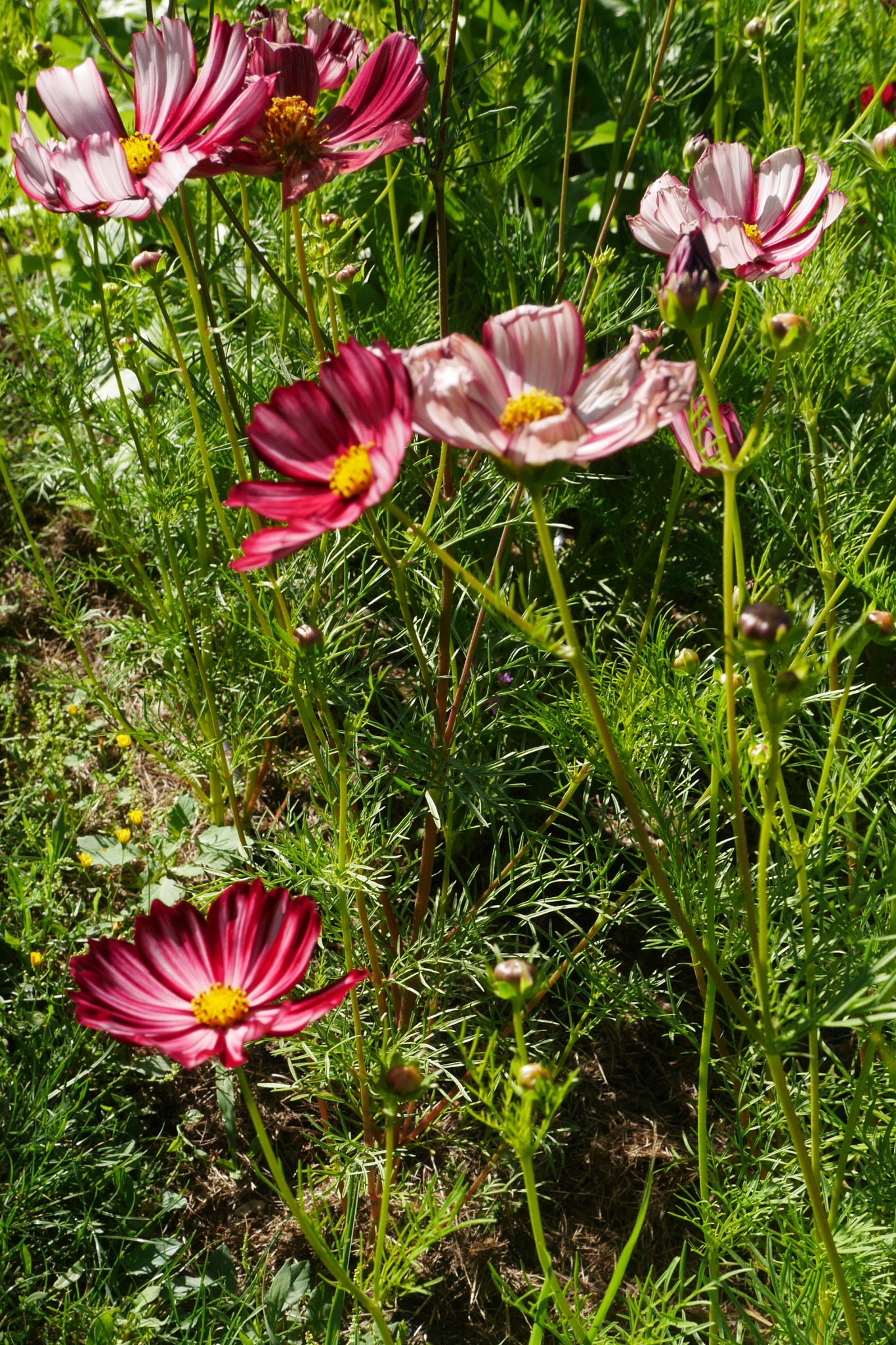 Cosmea ‘Velouette’ | Cosmos bipinnatus