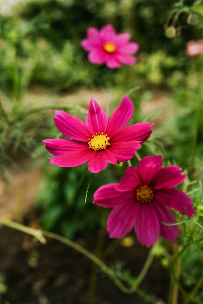 Cosmea 'Versailles' - Cosmos bipinnatus - roze