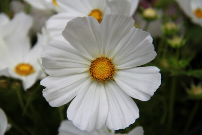 Cosmos (wit)	- Cosmos bipinnatus - closeup