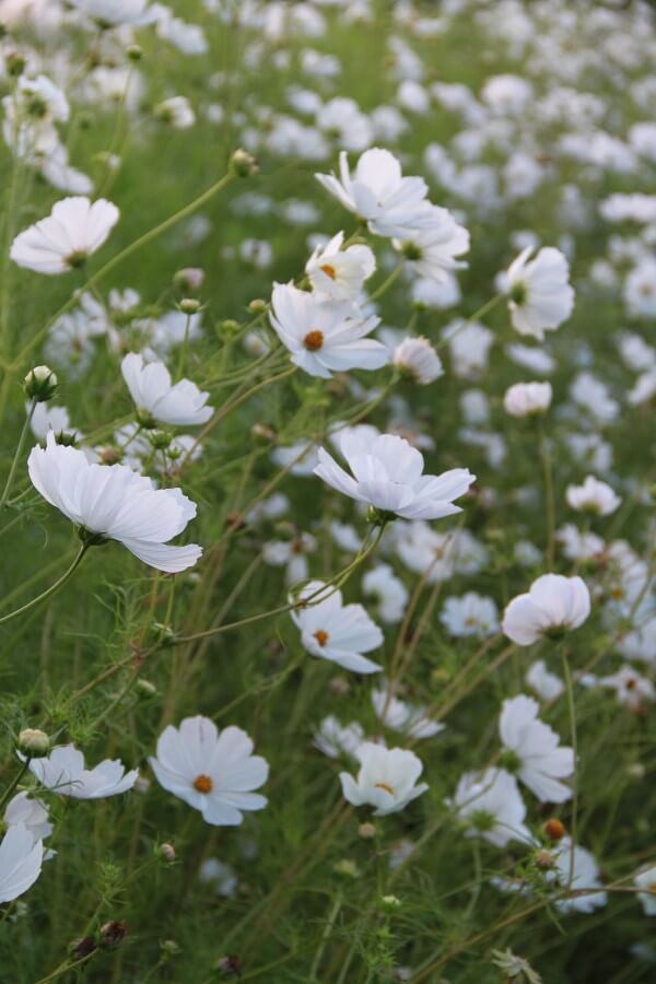 Cosmos (wit)	- Cosmos bipinnatus