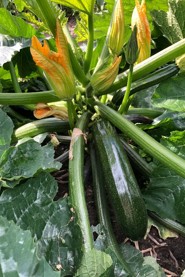 Courgette Mutabile