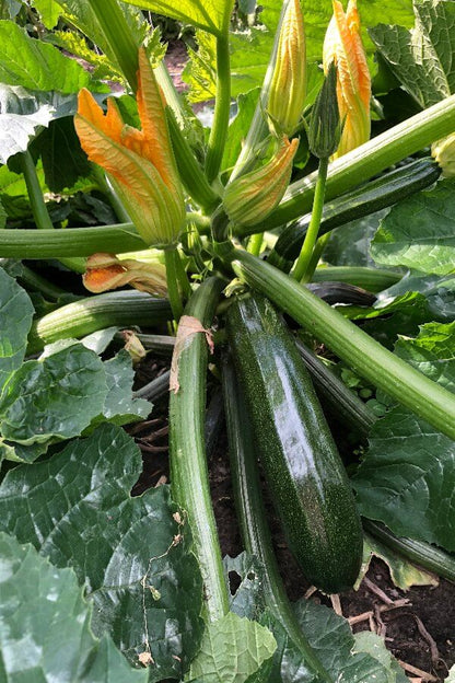Courgette Mutabile