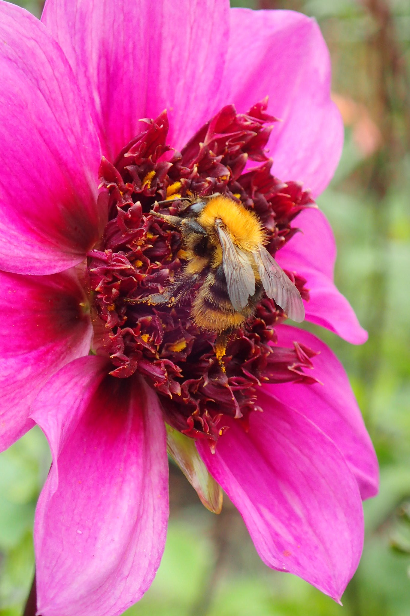 Dahlia 'Blue Bayou' - closeup - met een bij in de bloem