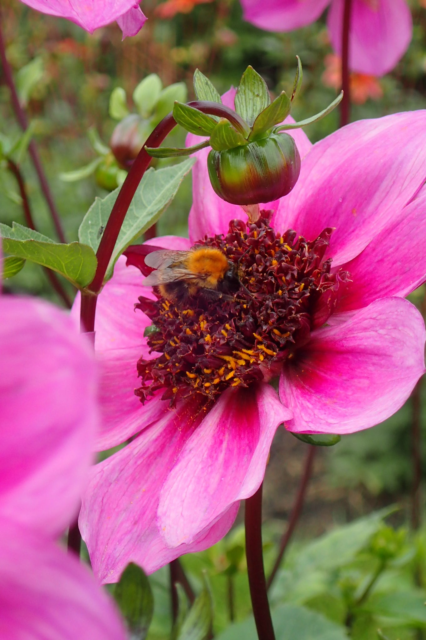 Dahlia 'Blue Bayou' - closeup