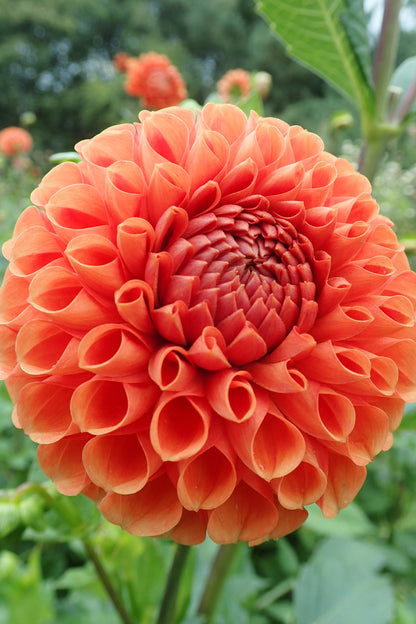 Dahlia ‘Cornel bronze’