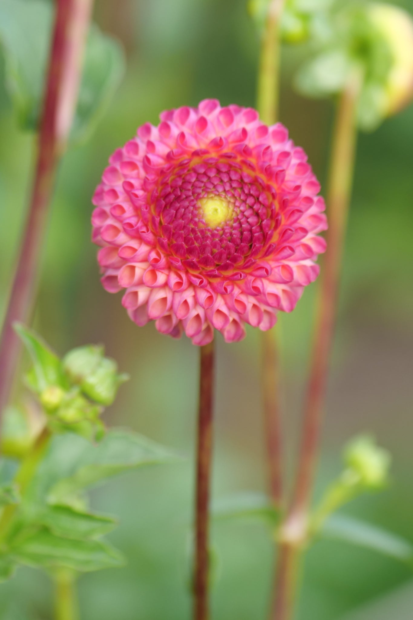 Dahlia 'Burlesca' - closeup