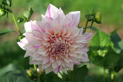 Dahlia 'Cafe au Lait Twist'