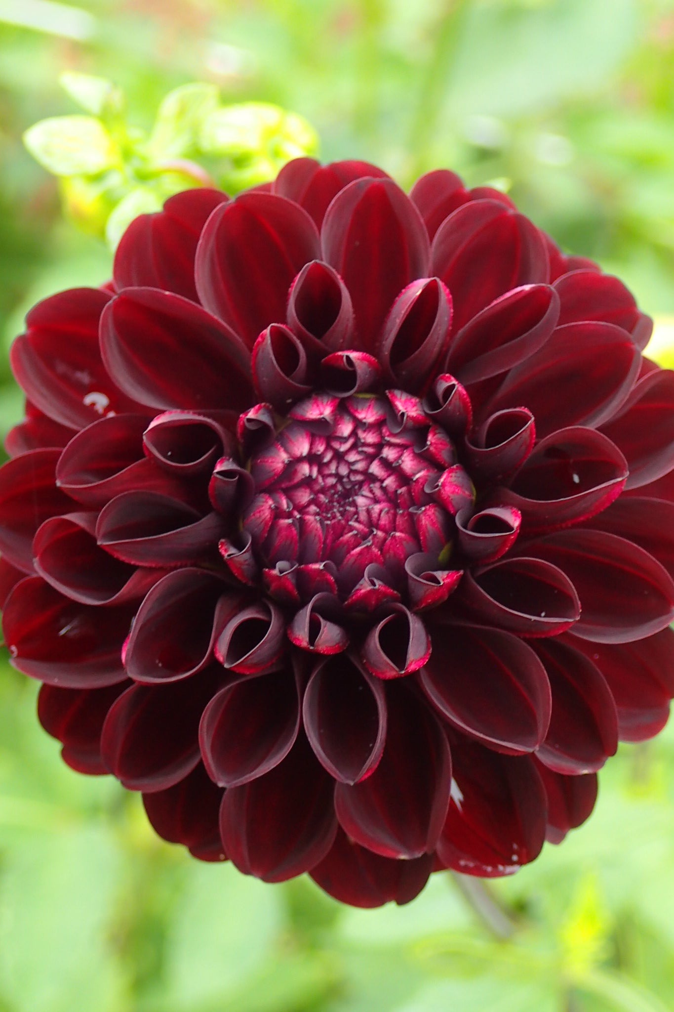 Dahlia 'Dark Spirit' - closeup
