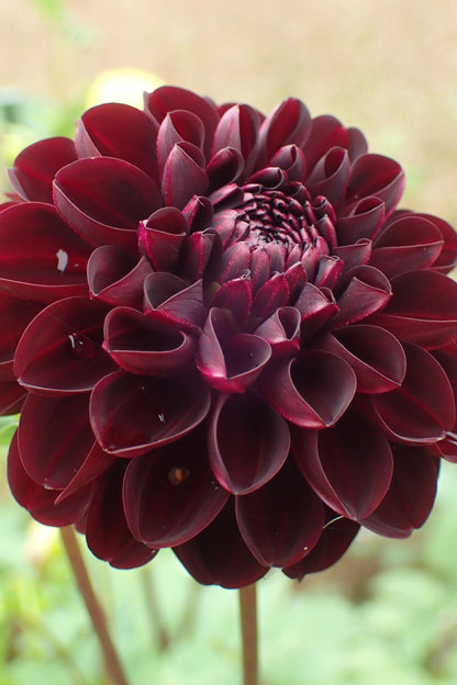 Dahlia 'Dark Spirit' - closeup