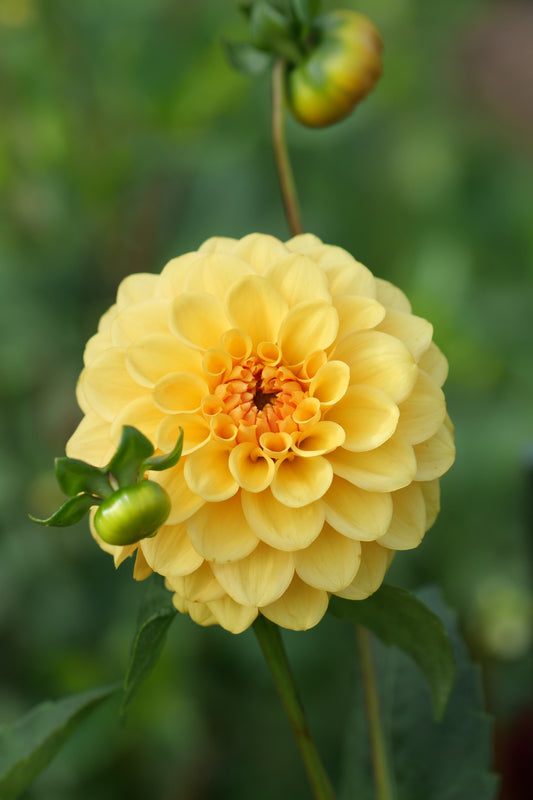 Dahlia 'Golden Scepter' - geel
