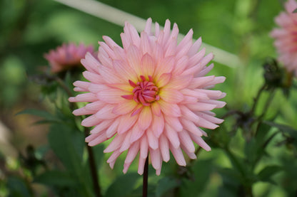 Dahlia 'Preference' - lichtroze
