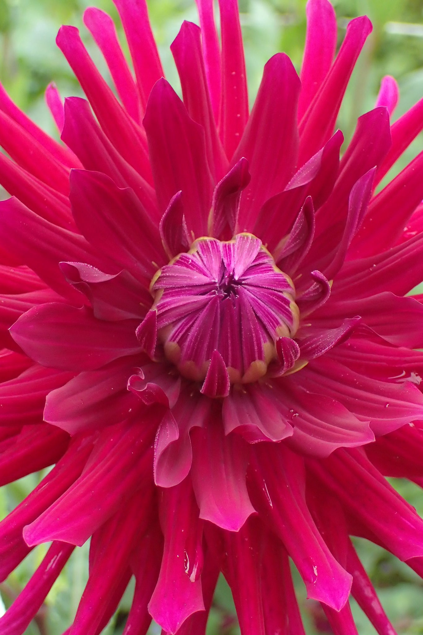 Dahlia 'Purple Gem' - closeup2