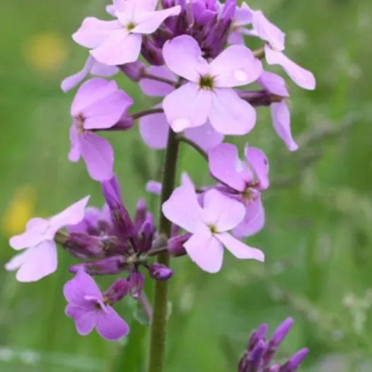 Damastbloem (roze) - Hesperis matronalis