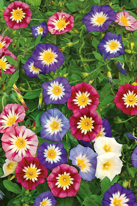 Driekleurige winde - Convolvulus tricolor
