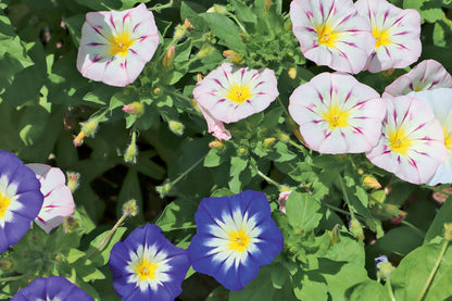 Driekleurige winde | Convolvulus tricolor