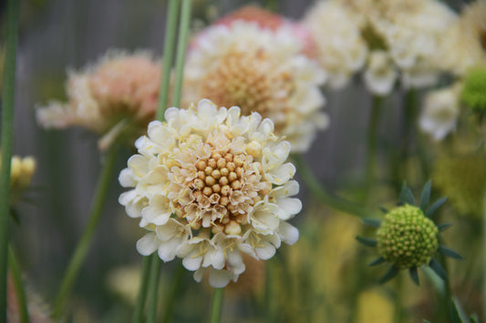 Duifkruid 'Fata morgana' – Scabiosa atropurpurea