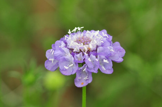 Duifkruid 'Oxford Blue' - Scabiosa atropurpurea - closeup