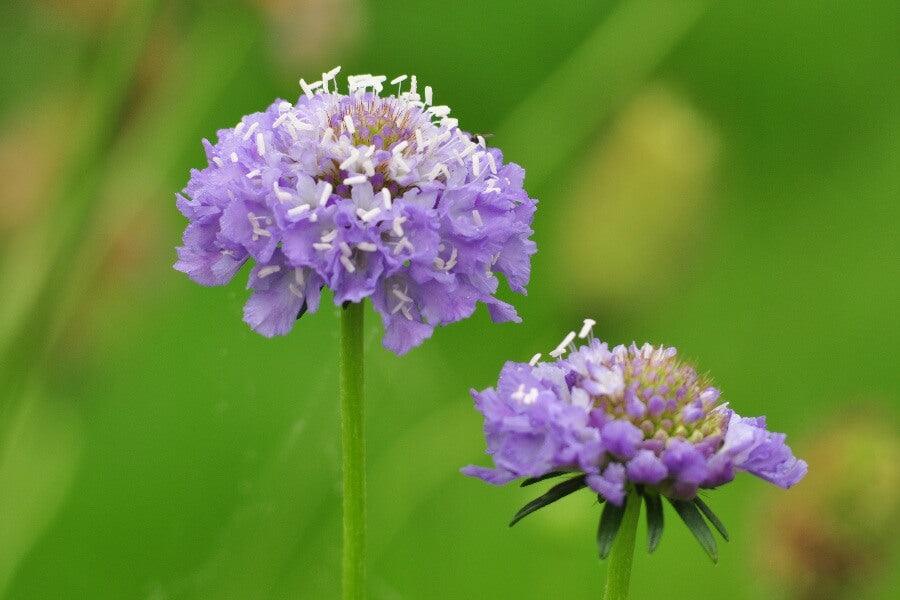 Duifkruid 'Oxford Blue' - Scabiosa atropurpurea