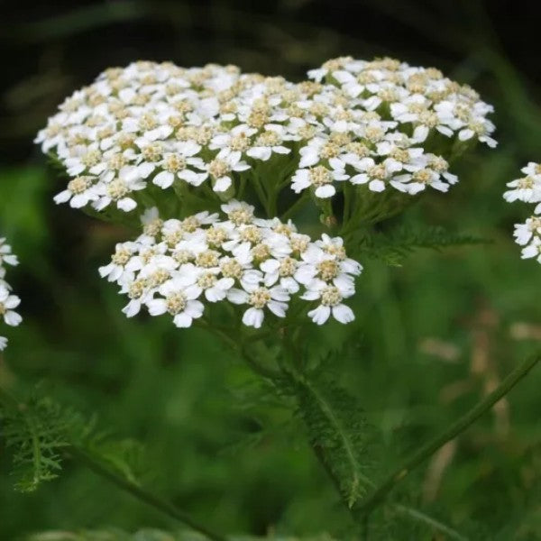 Duizendblad (wit) - Achillea millefolium