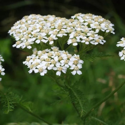 Duizendblad (mix) | Achillea millefolium