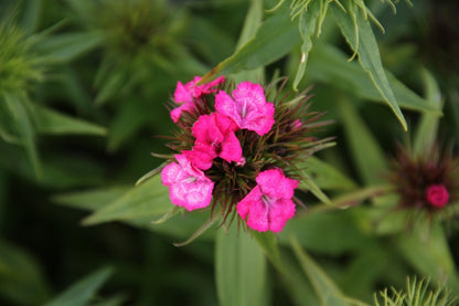 Bloeiende Fuchsia roze Duizendschoon van dichtbij