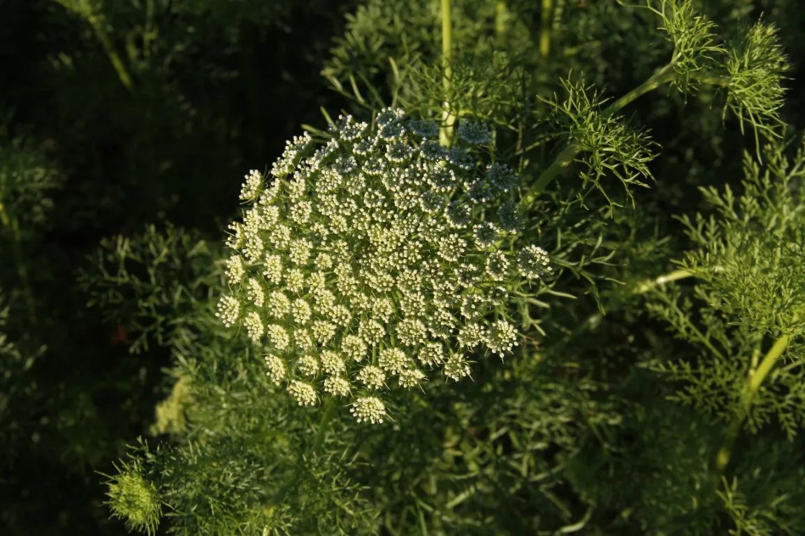 Fijn Akkerscherm - Ammi visnaga