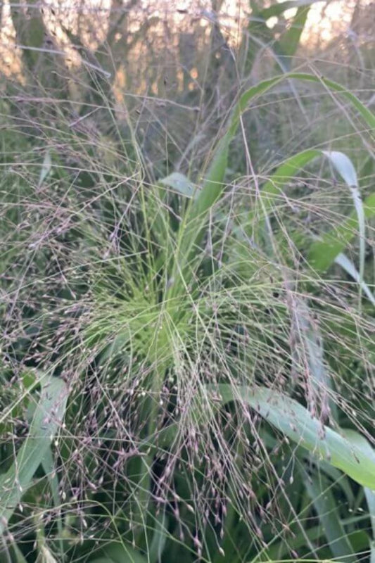 Fonteingras ‘Frosted Explosion’ - Panicum virgatum