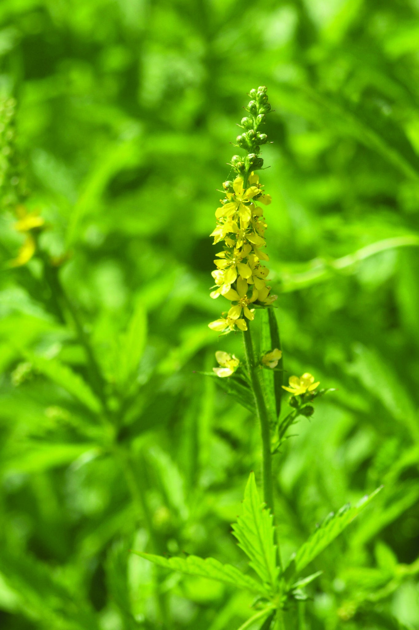 Gewone agrimonie - Agrimonia eupatoria