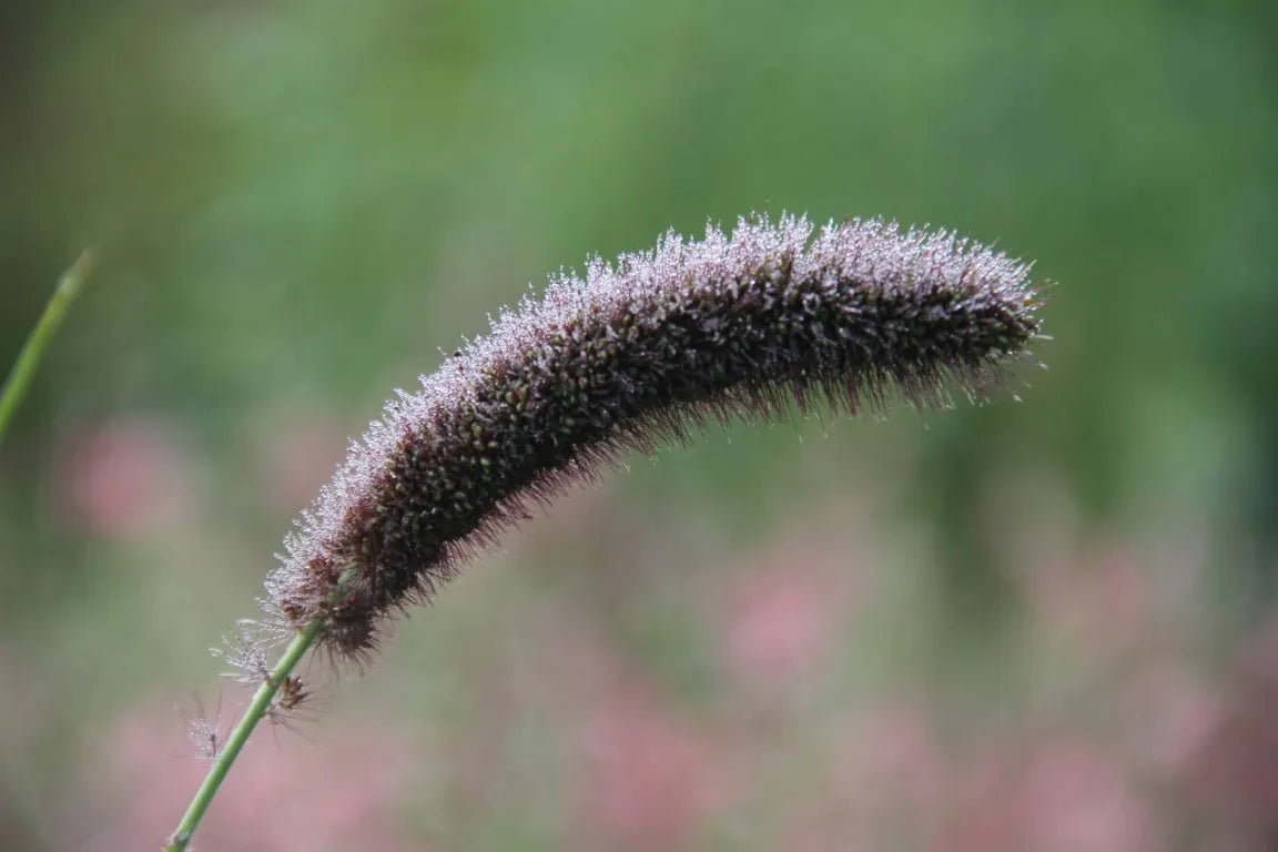 Trosgierst 'Golden german' | Setaria italica
