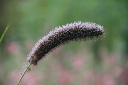 Trosgierst 'Golden german' | Setaria italica