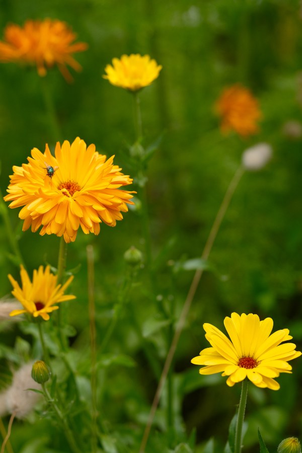 Goudsbloem (mix) - Calendula officinalis - geel en oranje