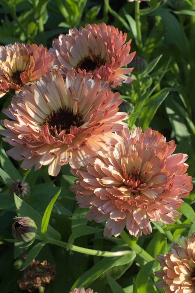 Goudsbloem ‘Orange Buff’ - Calendula officinalis
