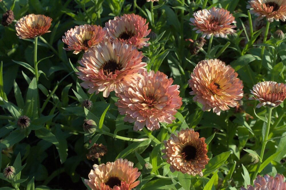 Goudsbloem ‘Orange Buff’ - Calendula officinalis