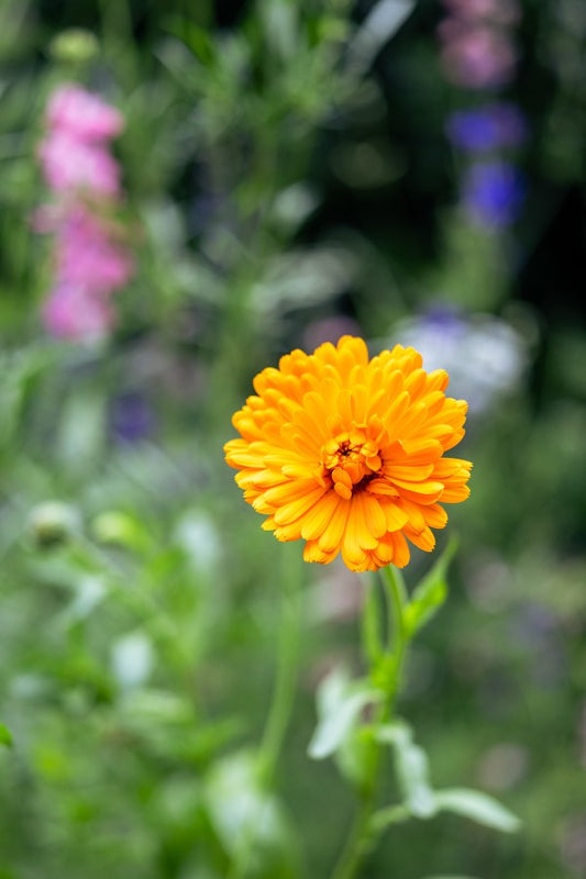 Goudsbloem (oranje) - Calendula officinalis
