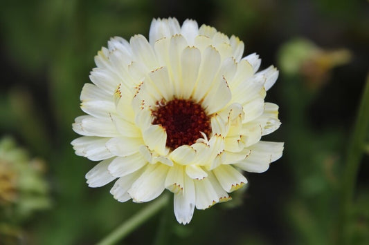 Goudsbloem 'Snow princess' - Calendula officinalis