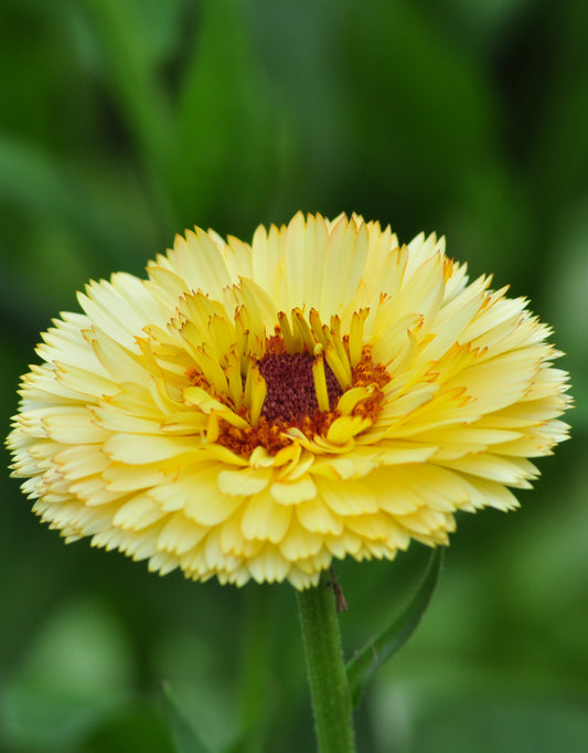 Goudsbloem ‘Yellow buff’ – Calendula officinalis - closeup