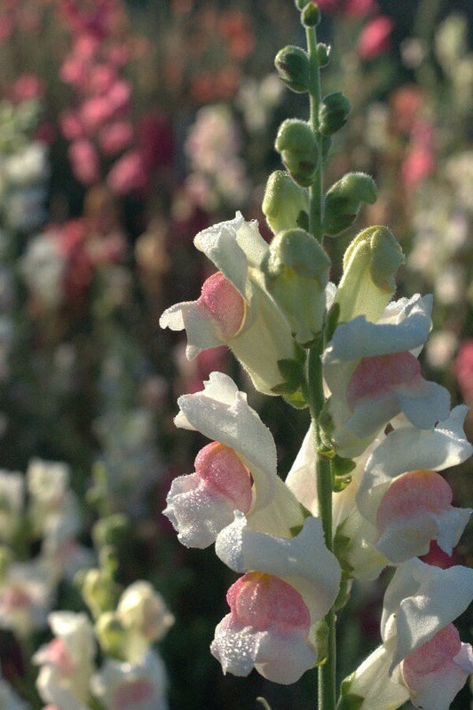 Grote Leeuwenbek ‘Appleblossom’ - Antirrhinum majus - closeup