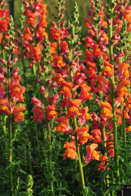 Grote Leeuwenbek 'Dark Orange' - Antirrhinum majus